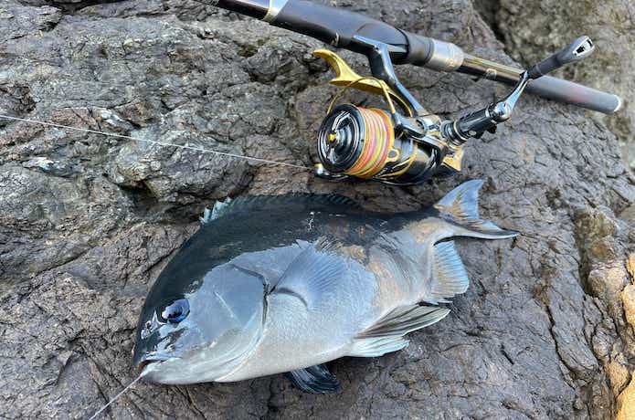 尾長の釣果