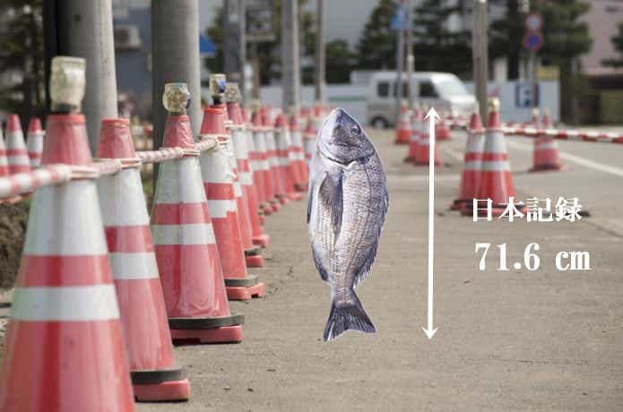 クロダイの日本記録