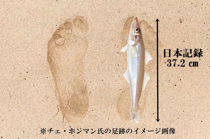 シロギスの日本記録