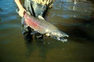 キングサーモン