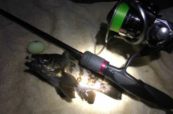 フロートリグで釣ったメバル
