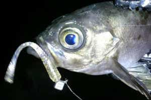 フロートリグで釣ったメバル