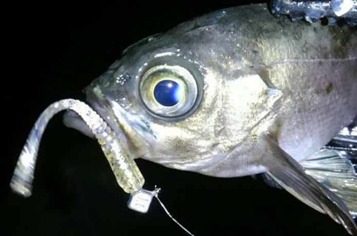フロートリグで釣ったメバル