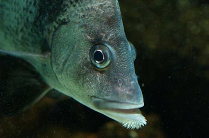 シゲです。魚 ヒゲダイは刺身が絶品！アゴひげをたくわえた珍魚に迫る | TSURI