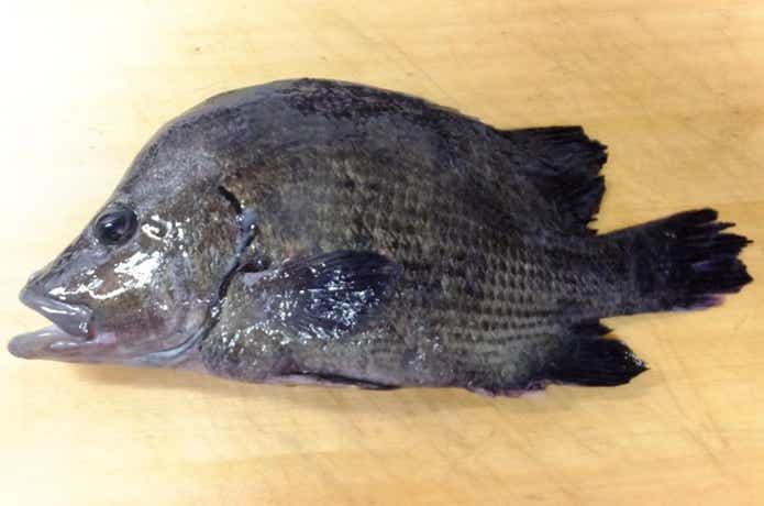 ヒゲダイの刺身