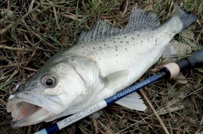 タイリクスズキ