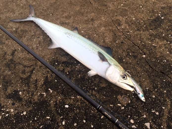 ジグパラブレードで釣れたサゴシ