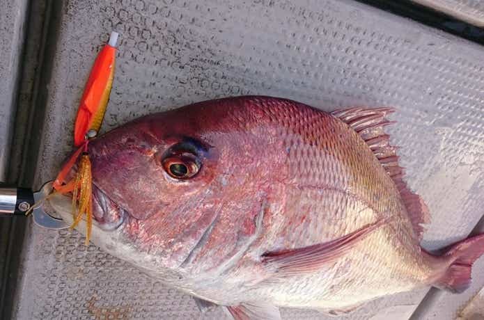 インチクで釣った真鯛