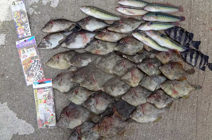 堤防からカワハギ釣り