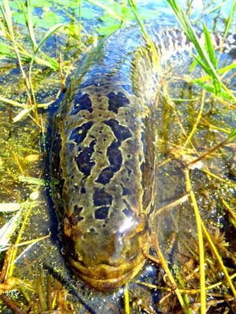 激珍！！！ 黄変個体です。 ファッション ライギョ タイワンドジョウ 濃い黄色発色 10ｃｍくらい。激太大きくなりました。