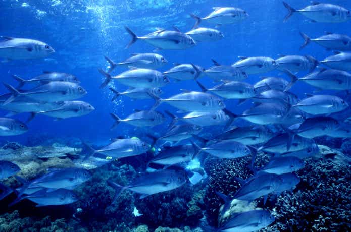 魚の群れの画像