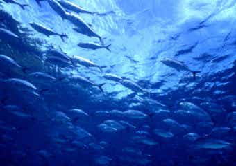 魚の群れの画像