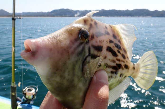 船でつったカワハギ