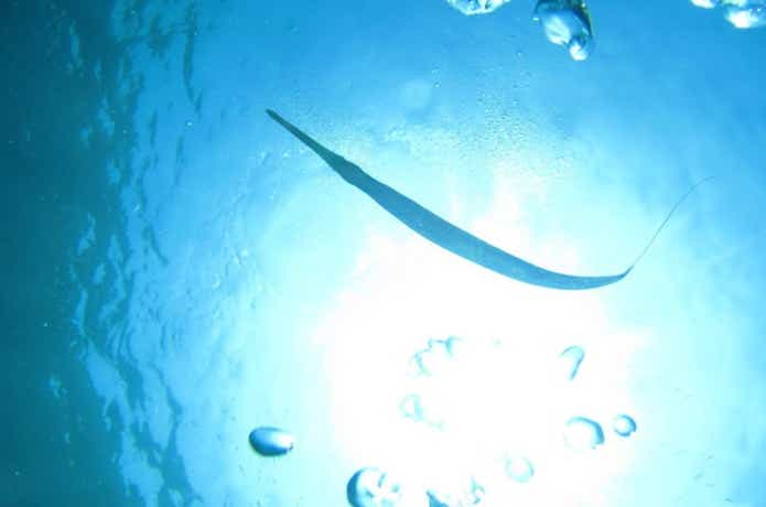 アオヤガラの影