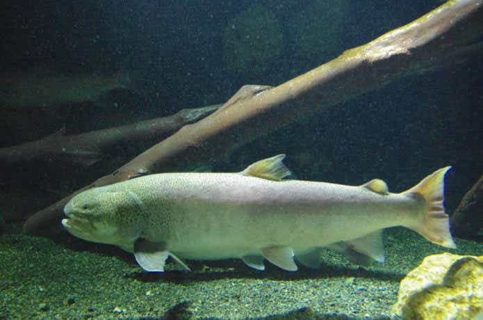 日本三大怪魚のイトウの画像