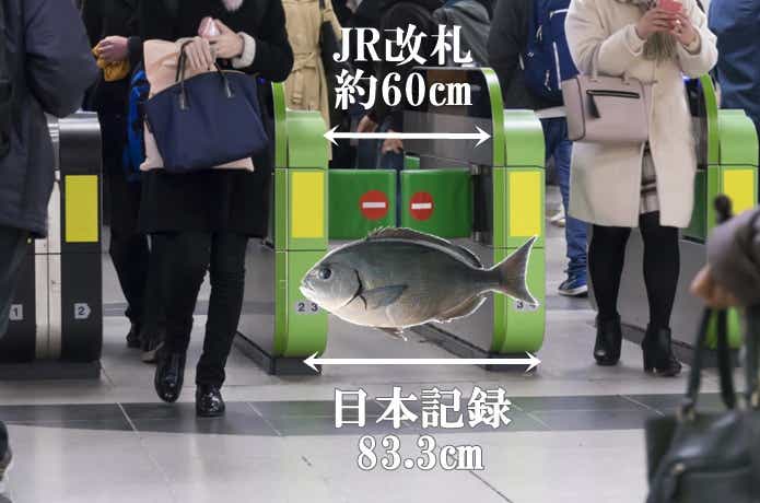 メジナの日本記録