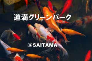 金魚