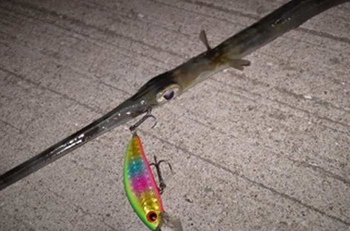 ミノーで釣れたアオヤガラ