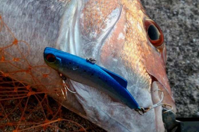 シリテンバイブで釣った真鯛