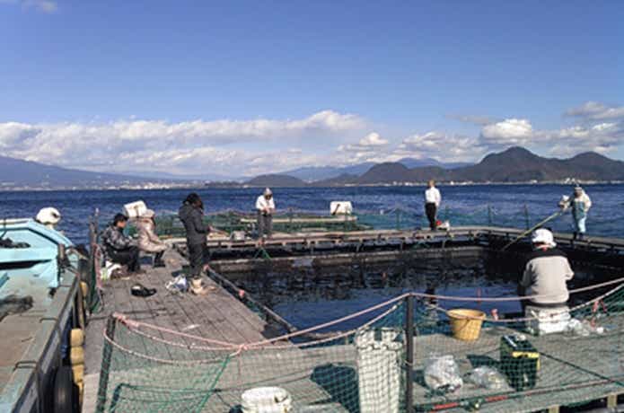 海上釣り堀まるや
