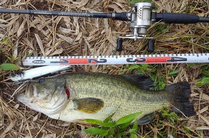マサムネで釣れたバス