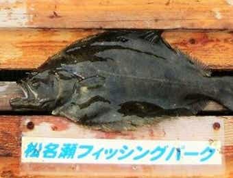 ヒラメ