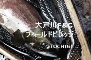 ヒメマス