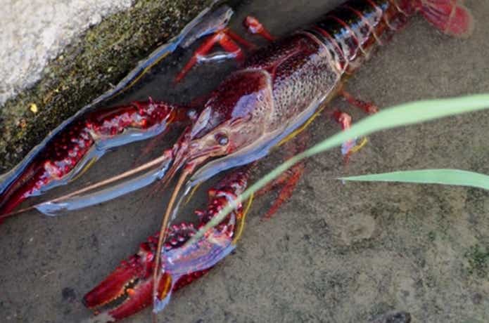 ザリガニ釣り