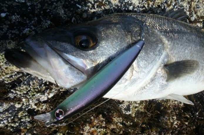 木更津沖堤防　シーバス