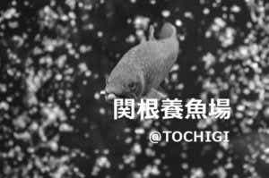 イワナ