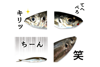 実写！アジです