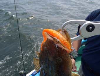 ジグヘッドで釣れたマゴチ