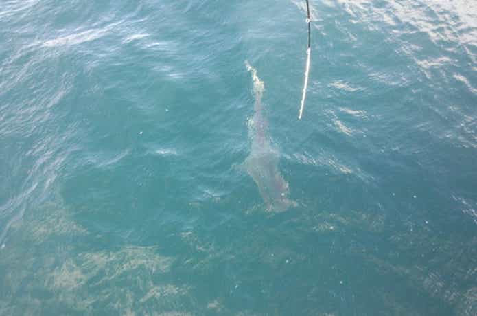ドチザメ 釣り