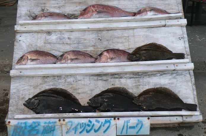 松名瀬フィッシングパークの釣果