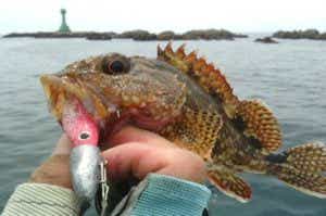 根魚の仕掛け