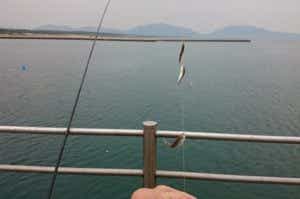 ふれーゆ　釣り