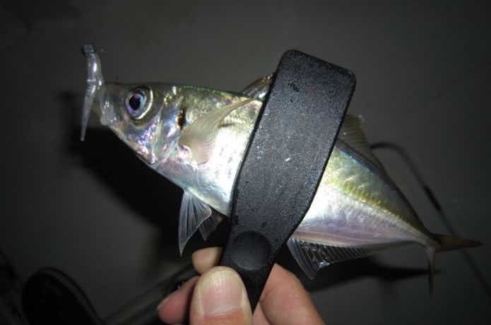 ジグ単で釣ったアジ