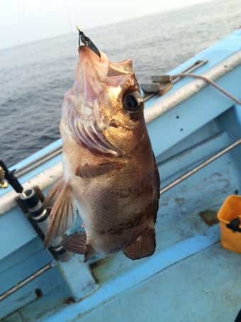 根魚の船釣り仕掛け