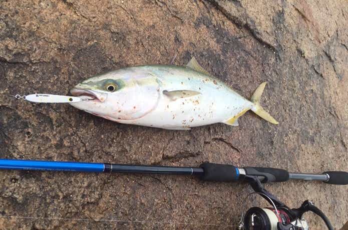 木更津沖堤防　イナダ
