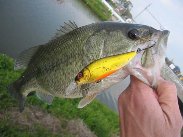 フラップスラップで釣れた魚