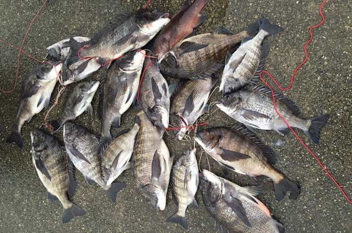 木更津沖堤防　クロダイ