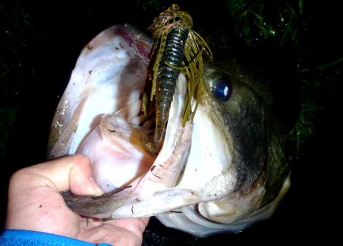 釣られたオオクチバス