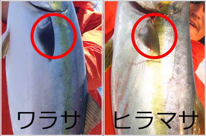ヒラマサの見分け方