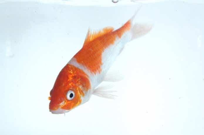鯉