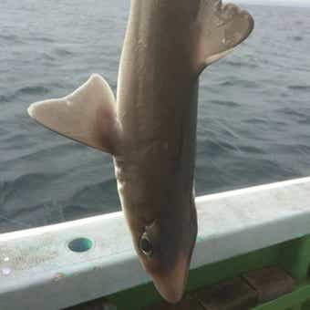 ドチザメ 食べる