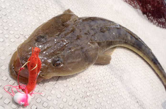 テンヤで釣れたマゴチ