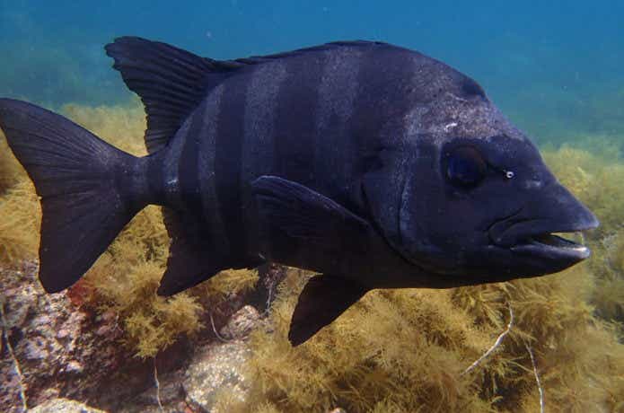 石鯛成魚の画像
