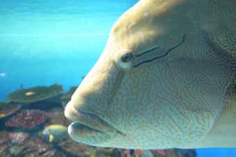 メガネモチノウオの特徴の画像