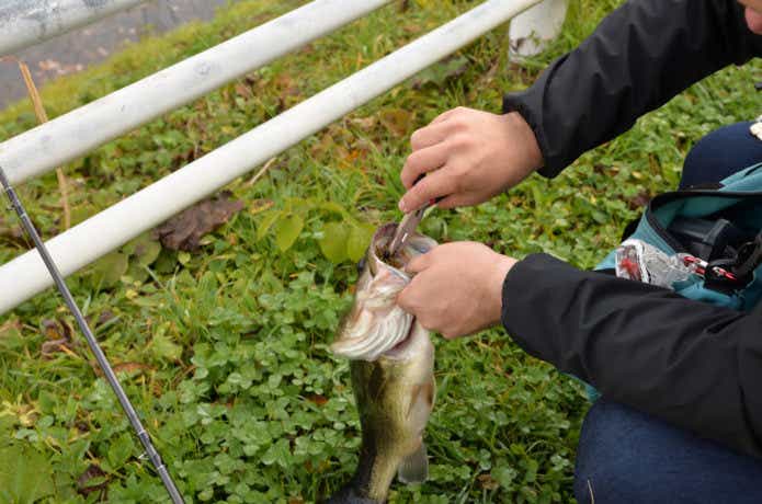 バス釣りの画像