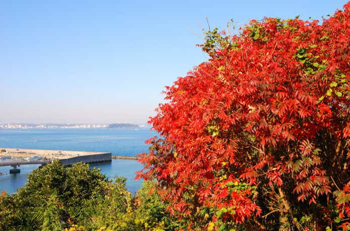 秋の海の画像